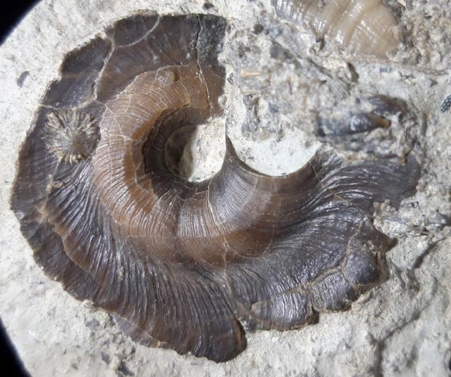 Euomphalopterus alatus (WAHLENBERG 1818) - Bild © FossNet FossilienStore